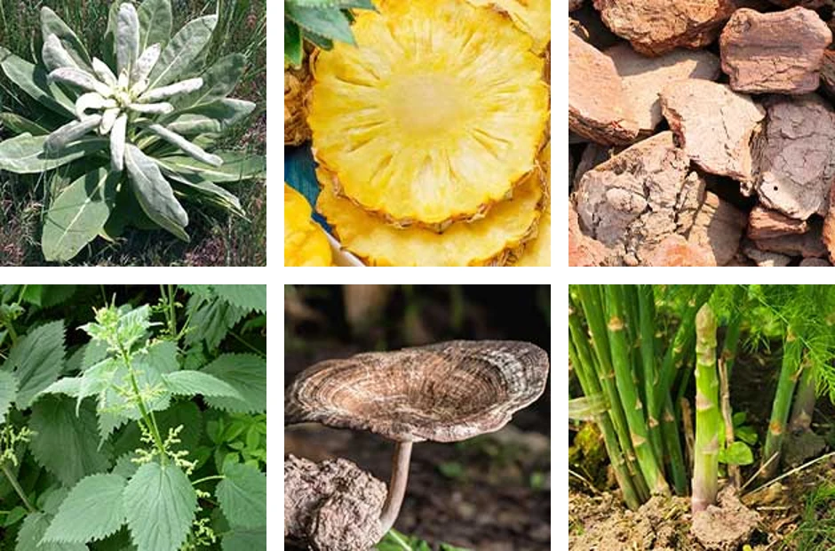 Pulmo Balance ingredients